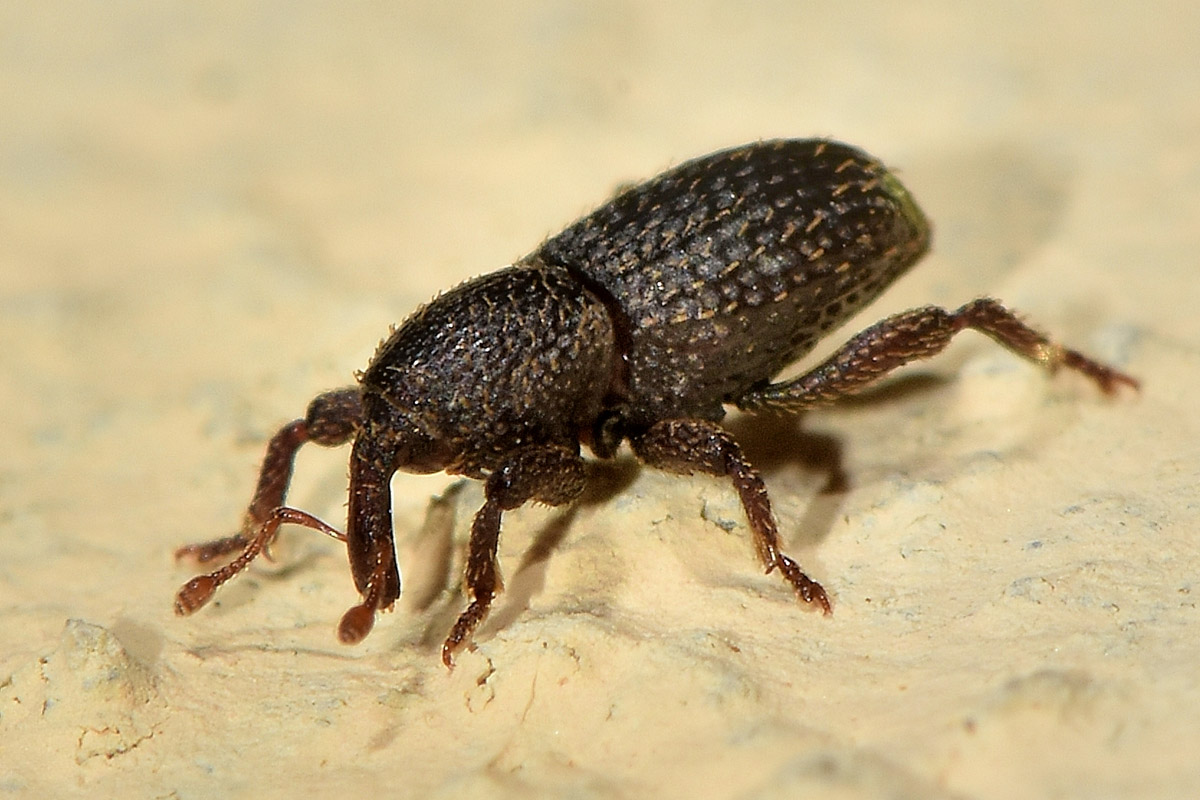 Curculionidae: Acallorneuma reitteri